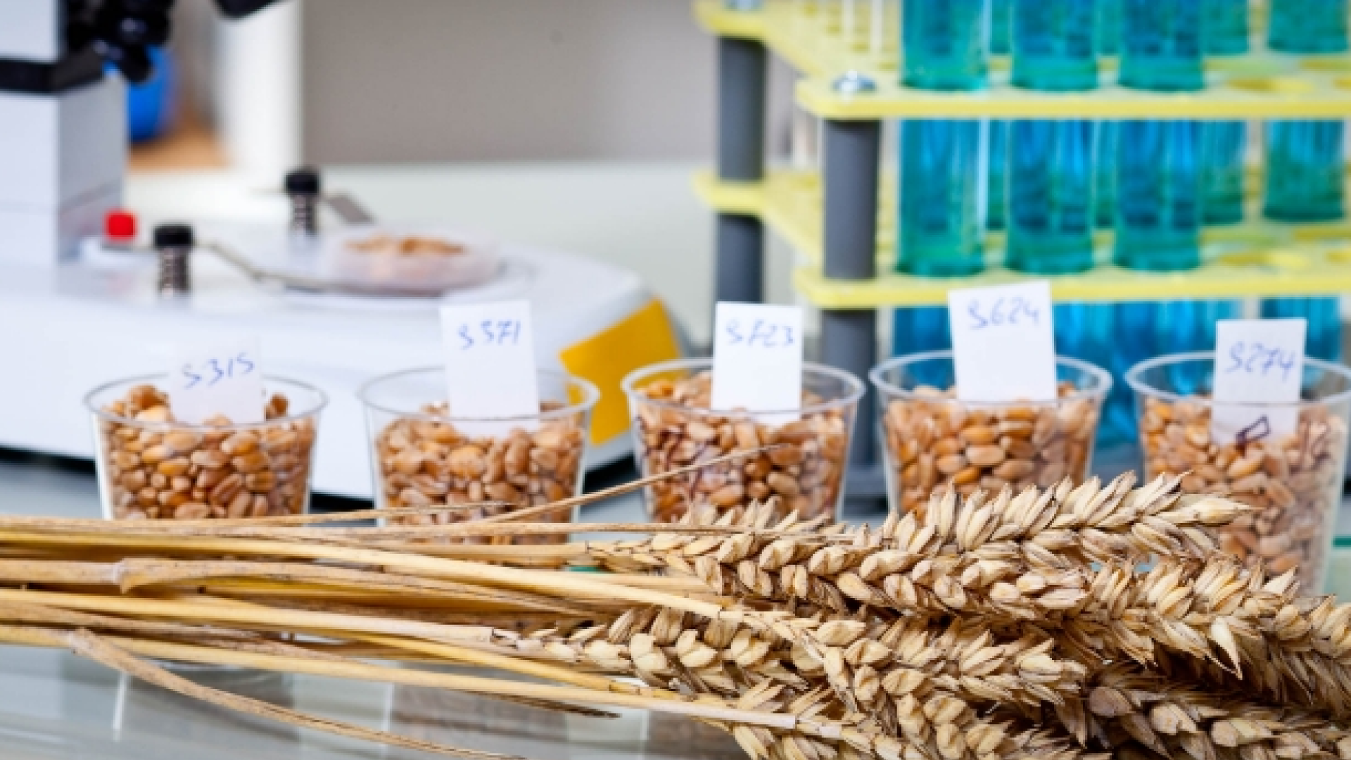 Proximate Analysis Proximate Analysis